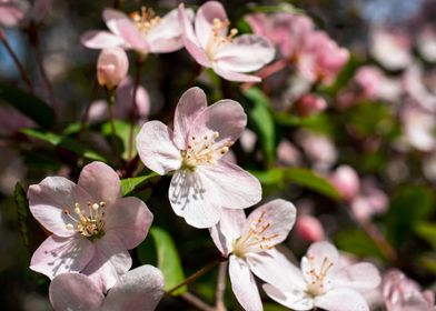 AppleTrees in bloom