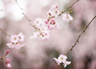 flowers sakura