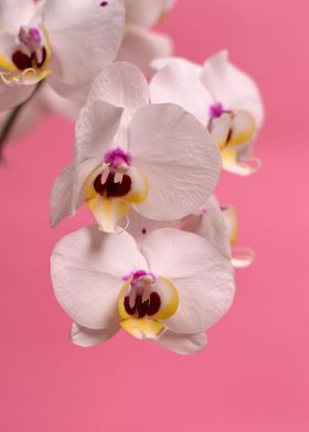 Orchid on Pink