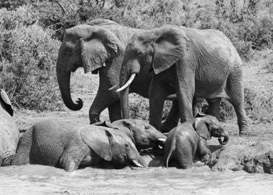 Elephants at waterhole 496