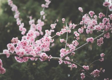 nature flower flowers