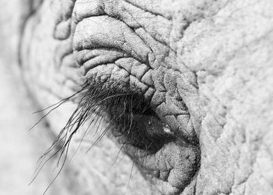 Elephants eyelash 9551