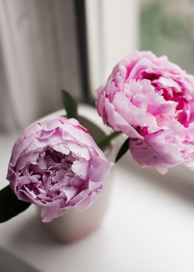 Pink Peonies 04