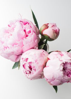 Pink Peonies 01