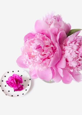 Pink Peonies 15