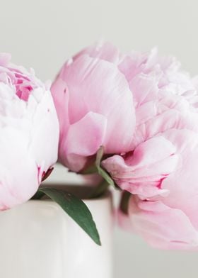 Pink Peonies 03