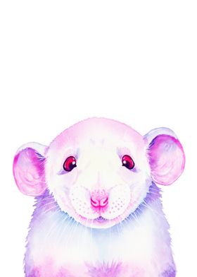 White Rat Peekaboo