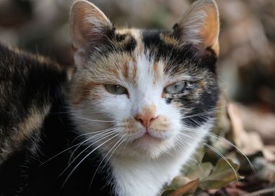 Calico