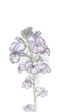 Purpple flower sketch