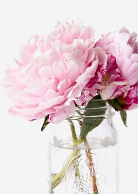 Pink Peonies 14