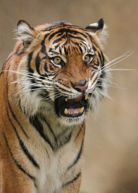 Tiger Snarl