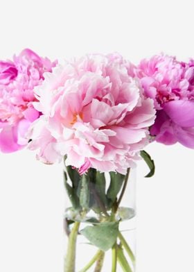 Pink Peonies 10