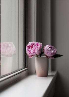 Pink Peonies 08