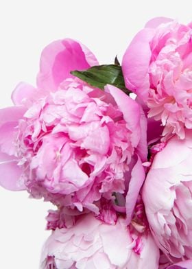 Pink Peonies 13