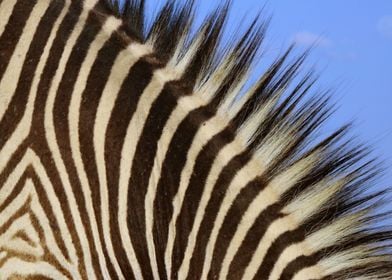 Zebra Mane 3936 