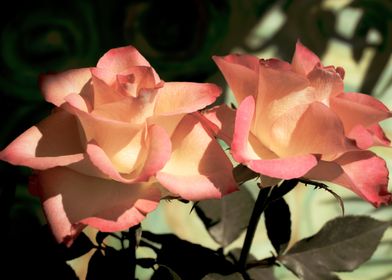 Glittering pink roses