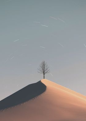 tree on a sand dune
