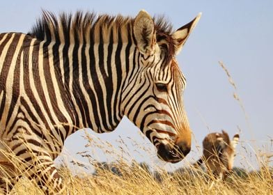 Hartmanns Mountain Zebra 4