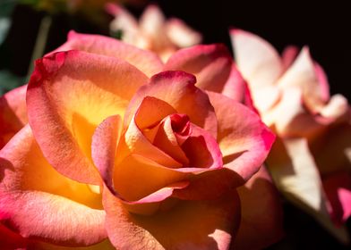Glittering pink roses