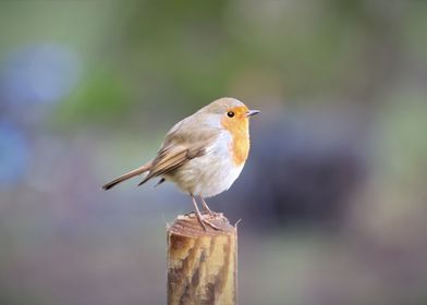 Robin perched on fence