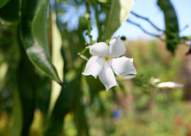 Beautiful White Flower