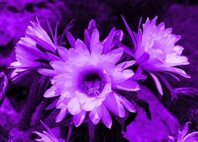Cactus Flowers purple 1389