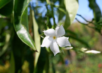 Beautiful White Flower