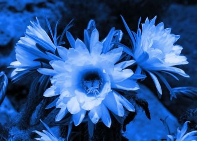 Cactus Flowers blue 1389