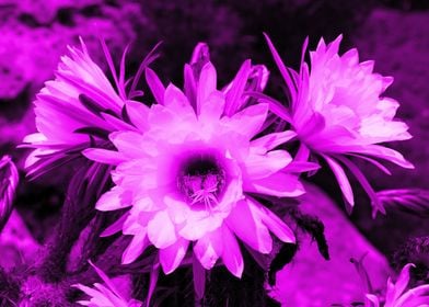 Cactus Flowers magenta 