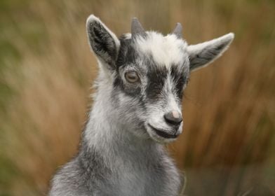 Baby Wild Goat Scotland 