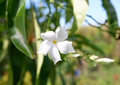 Beautiful White Flower