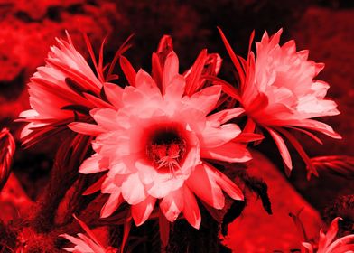 Cactus Flowers red 1389