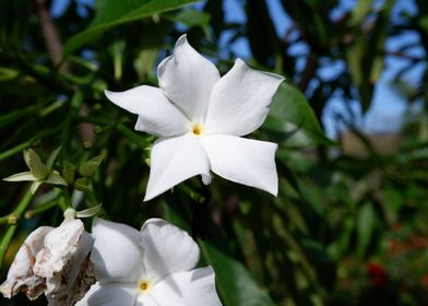 Beautiful White Flower