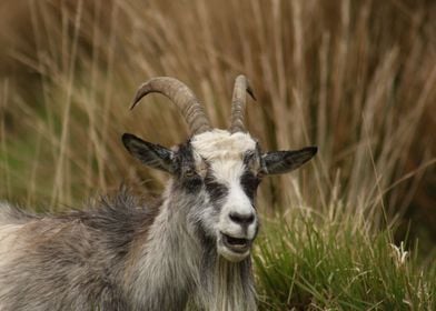 Wild Goat 