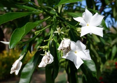 Beautiful White Flower