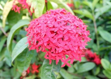 Beautiful Red Flower