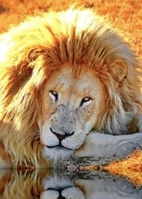 Lion Portrait Art 919 