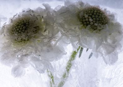 White Scaevola in ice 3