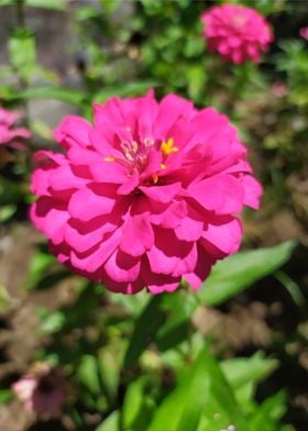 Pink Light Flower