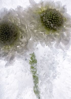 White Scaevola in ice 4