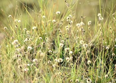 Green Grass and Flowers