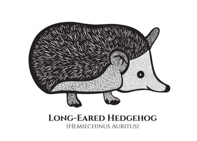 Hedgehog with Latin Names