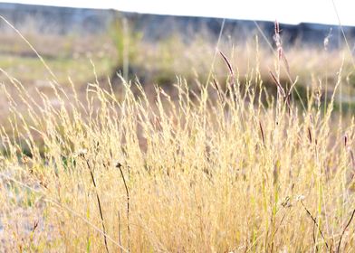 Green Grass and Flowers