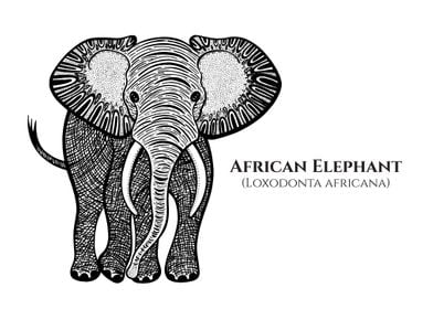 African Elephant with Name