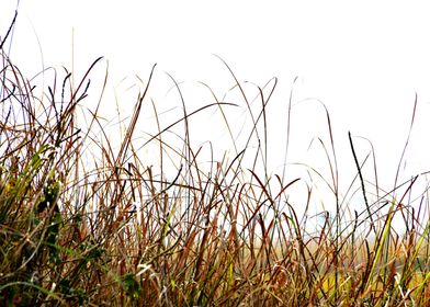 Green Grass and Flowers