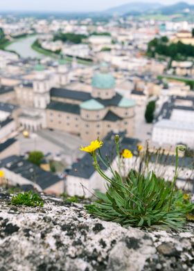 Dandelion over Salzburg