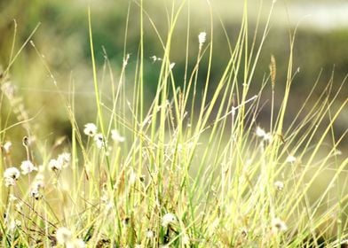 Green Grass and Flowers