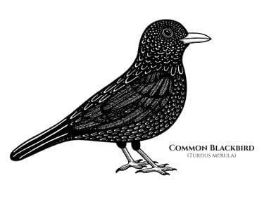 Blackbird with Latin Name