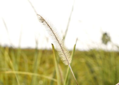 Green Grass and Flowers