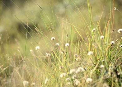 Green Grass and Flowers